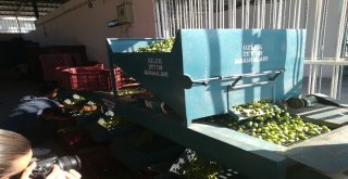 Aydın'da Zeytin Hasadı Başladı