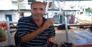 (Özel) Balıkçılardan Müjde, Denizde Bu Yıl Balık Çok