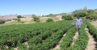 Bu Biber Başka Yerde Yetişmiyor