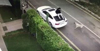 Sokak Köpeği Saldırınca Babasının Arabasının Üzerine Çıktı