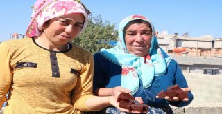 Bağ Bozumu İle Şiracılarin Zorlu Mesaisi Başladı