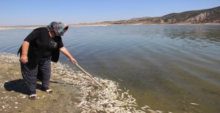 Porsuk Barajında Esrarengiz Balık Ve Kerevit Ölümleri