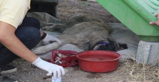 Yaralı Köpeğe Belediye Sahip Çıktı