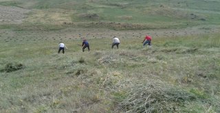 Doğu Anadoluda Asırlık Tırpan Geleneği Yaşatılmaya Devam Ediliyor