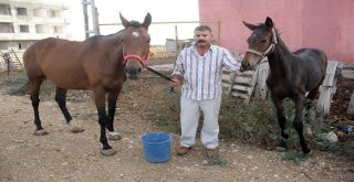 Çalındı Denilen İngiliz Atı Ve Yavrusu Bulundu