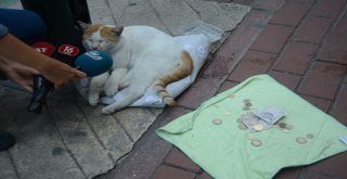 (Özel Haber) Mama İçin Dilenen Kedi Fenomen Oldu