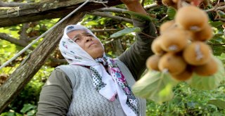 Kurak Hava Kivide Erken Hasat Başlattı