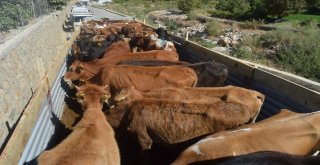 Sasonda 26 Gence Damızlık Düve Dağıtıldı