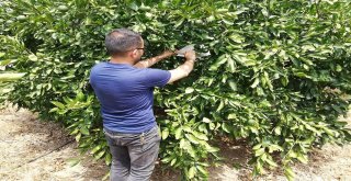 Kozan İlçe Tarım Müdürlüğünden Akdeniz Sineği İle Mücadele