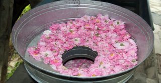 ‘Gülde Coğrafi İşaret Tamam, Sıra Unesco Dünya Mirası Listesinde