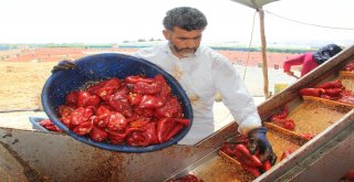 Şanlıurfada İsotun Üretim Serüveni Başladı