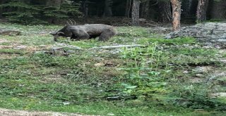 Yavru Ayıyı “Gel Oğlum Buraya Diyerek Çağıran Vatandaş Sosyal Medyada İlgi Odağı Oldu