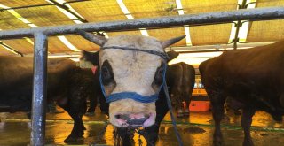 (Özel) İbb Kurban Timi Görevde