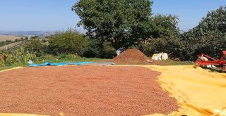 Bafralı Fındık Üreticileri 15 Lira Fiyat Bekliyor