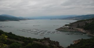 Tokattan Japonyaya Somon İhracatı