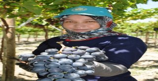 Manisada Üzüm Hasadı Başladı