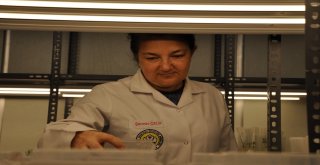 Üzüm Bağlarında Rekolte Kaybını Önleyecek Çalışma