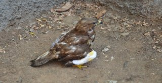 Yaralı Tavşancıl Kuşu, Rehabilitasyon Merkezine Sevk Edildi