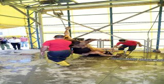 Başakşehirli Kasaplara Uygulamalı Kurban Kesim Eğitimi