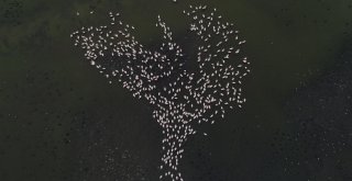 (Özel) Güneye Göç Eden Ak Pelikanlar Havadan Görüntülendi
