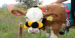 Çambaşı Yaylası Festivali 2Nci Gününde