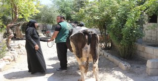 Suriyeli Ailelere İnek Ve Koyun Desteği