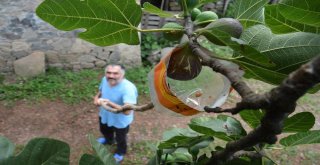 İncir Toplamada Karadeniz Zekası Konuştu