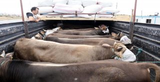 Yozgatta Kurbanlık Hayvan Taşıyan Kamyonlara Sıkı Denetim