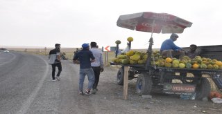 Bulanık Kavunu Tezgahtaki Yerini Aldı