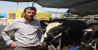 Konyada Kurbanlıklar Alıcılarını Bekliyor