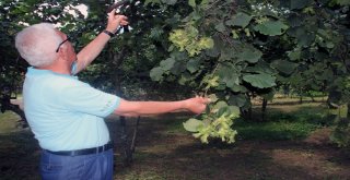 Giresun Keşap Fındık Üreticileri Birliği Başkanı Şahin: Serbest Piyasada Fındık Fiyatlarının 10 İla 12 Tl Arasında Olacağını Düşünüyoruz