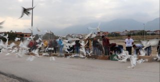 Güvercinler Dostluk İçin Gökyüzüne Salındı