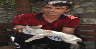 Kurtardığı Kedi Tarafından Isırıldı