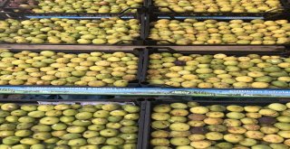 (Özel) Bitlis Ekonomisine İncir Ve Nar Desteği