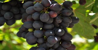 Üzüm Bağlarında Fungal Ve Tane Çatlaması Riski