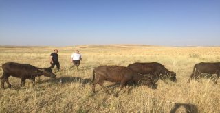 Genç Çiftçilere Manda Dağıtımı