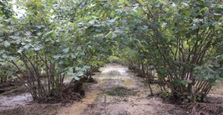 Orduda Metrekareye 108 Kilo Yağmur Düştü