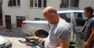 (Özel) Kedi Ve Köpekler Parçalayacaktı, Mahalleli Kurtardı