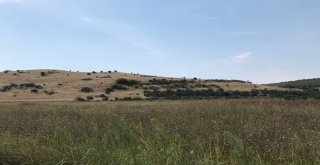 Myrina Ve Gryneionda Yüzey Araştırmalarına Başlandı