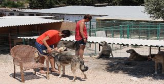 Çeşmede Sokak Hayvanları Sahipsiz Değil