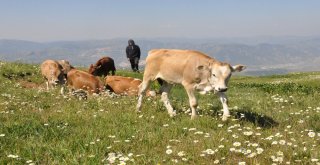Gümüşhanede Büyükbaş Hayvan Sayısı Son 20 Yılın Zirvesinde
