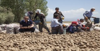 Türkiyedeki Patates Fiyatları