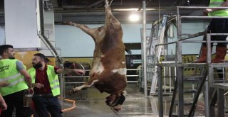 Monoray Sistem İle 4 Dakikada Kurban Kesimi