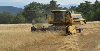 (Özel) Buğdayın Atası ‘Siyezin Hasadı Devam Ediyor