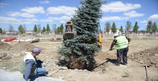 Çorum Belediyesi 40 Bin Yetişmiş Ağaç Dikecek