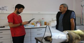 Eyüpsultanda Sokak Hayvanlarına Mikroçip