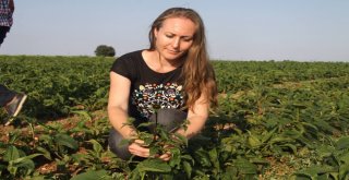 (Özel) Karı Koca Birlikte Şifa Ekiyor