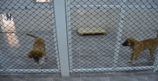 Hayvan Bakımevi Ve Rehabilitasyon Merkezi Açıldı