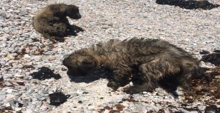 Zifte Saplanan Köpek Yavruları Ölmek Üzereyken Kurtarıldı