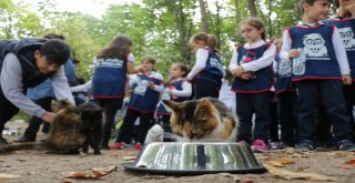 Samsundaki Kedi Kasabasında Çocuklara Hayvan Sevgisi Aşılandı